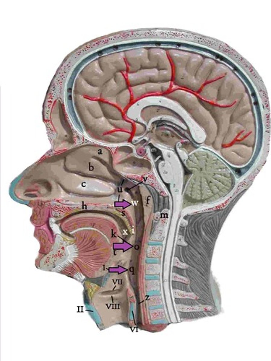 <p>nasopharynx, oropharynx, laryngopharynx</p>