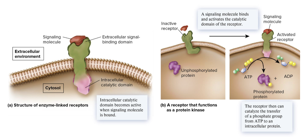 <ul><li><p>ligand binds to the protein which is situated in the bilayer</p></li><li><p>protein morphs to have enzymatic function inside cell</p></li><li><p>Ex: insulin receptor phosphorylates the insulin response protein</p></li></ul><p></p>