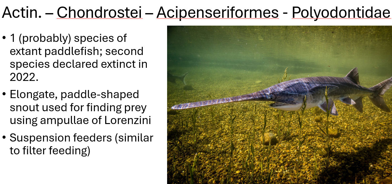 <p><span><span>•1 (probably) species of extant paddlefish; second species declared extinct in 2022.</span></span></p><p><span><span>•Elongate, paddle-shaped snout used for finding prey using ampullae of Lorenzini</span></span></p><p><span><span>•Suspension feeders (similar to filter feeding)</span></span></p>