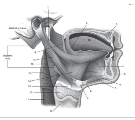 <p>Identify <strong>number 6</strong> in the image below:</p>