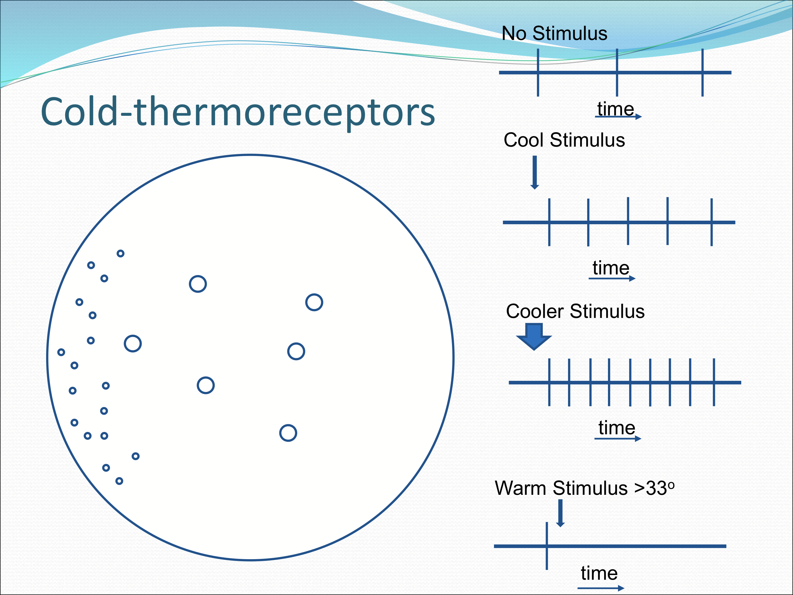 <p>Without stimulus, low rate of discharges, and changes in impulse frequency with small change in temp. With an increase in frequency with lower temps and a decrease in frequency with higher temps.</p>