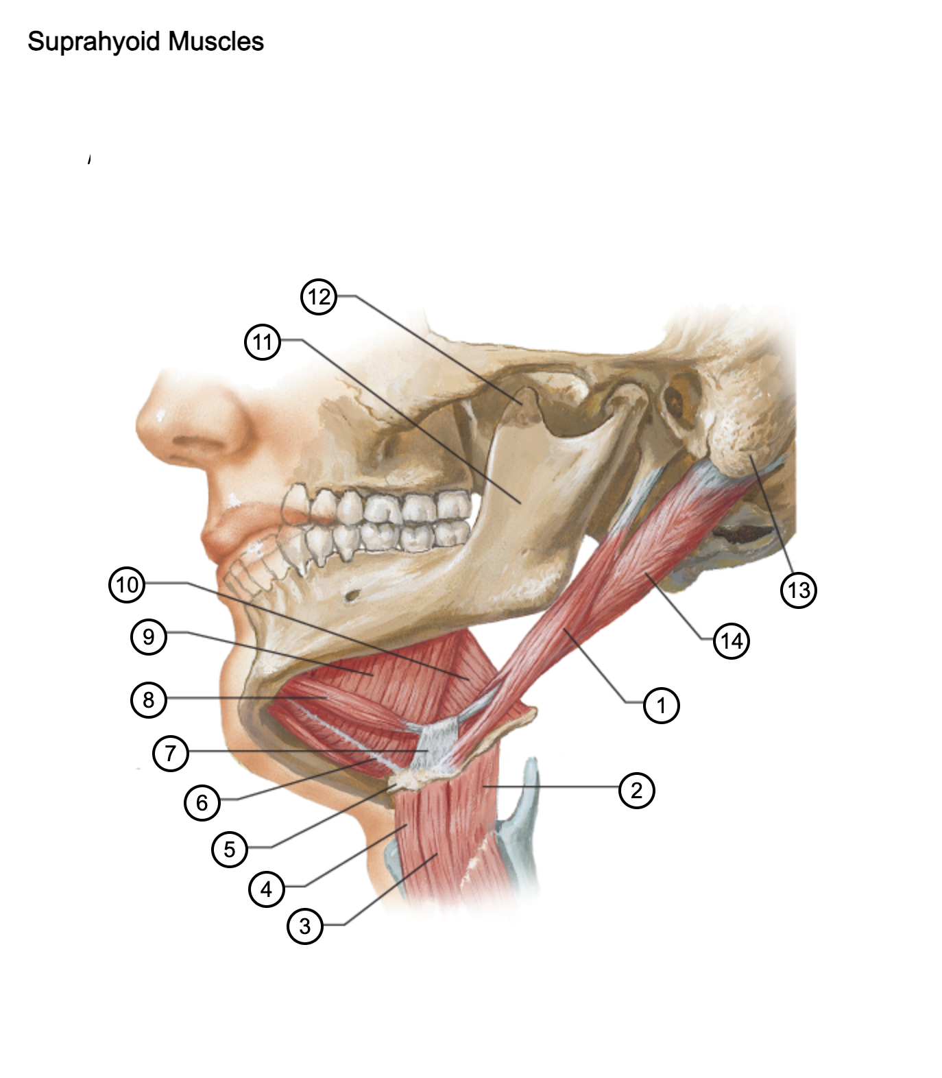 <p>6</p>