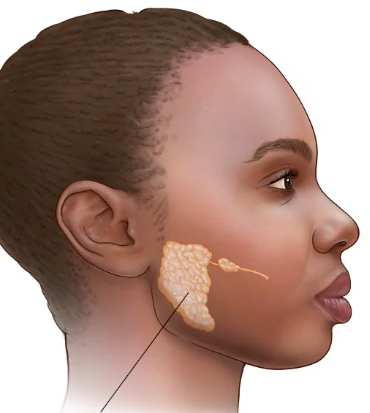 <p> Large serous glands located anterior to each ear between the masseter muscle and the skin; secrete primarily serous fluid containing amylase; mumps affects these glands.</p>