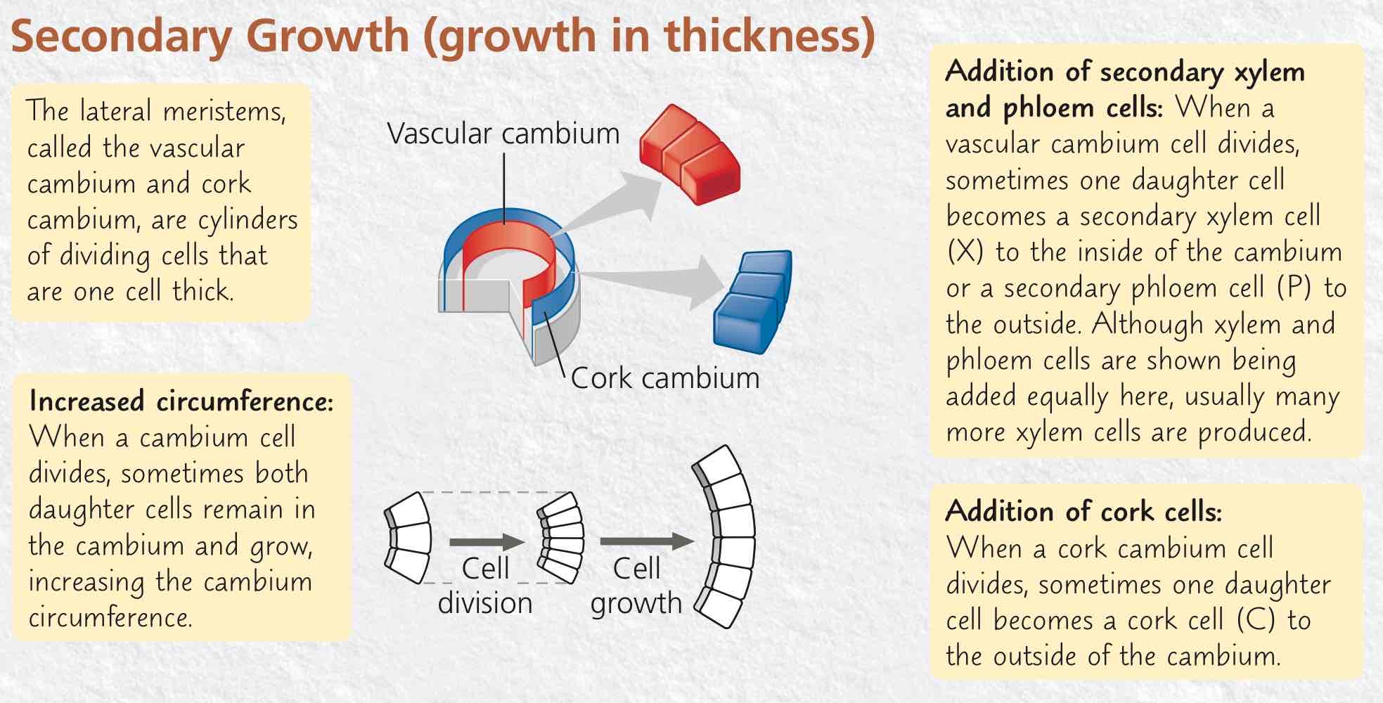 <p>Growth in thickness, done by two lateral meristems extending along the length of a shoot or root where primary growth is done.</p>