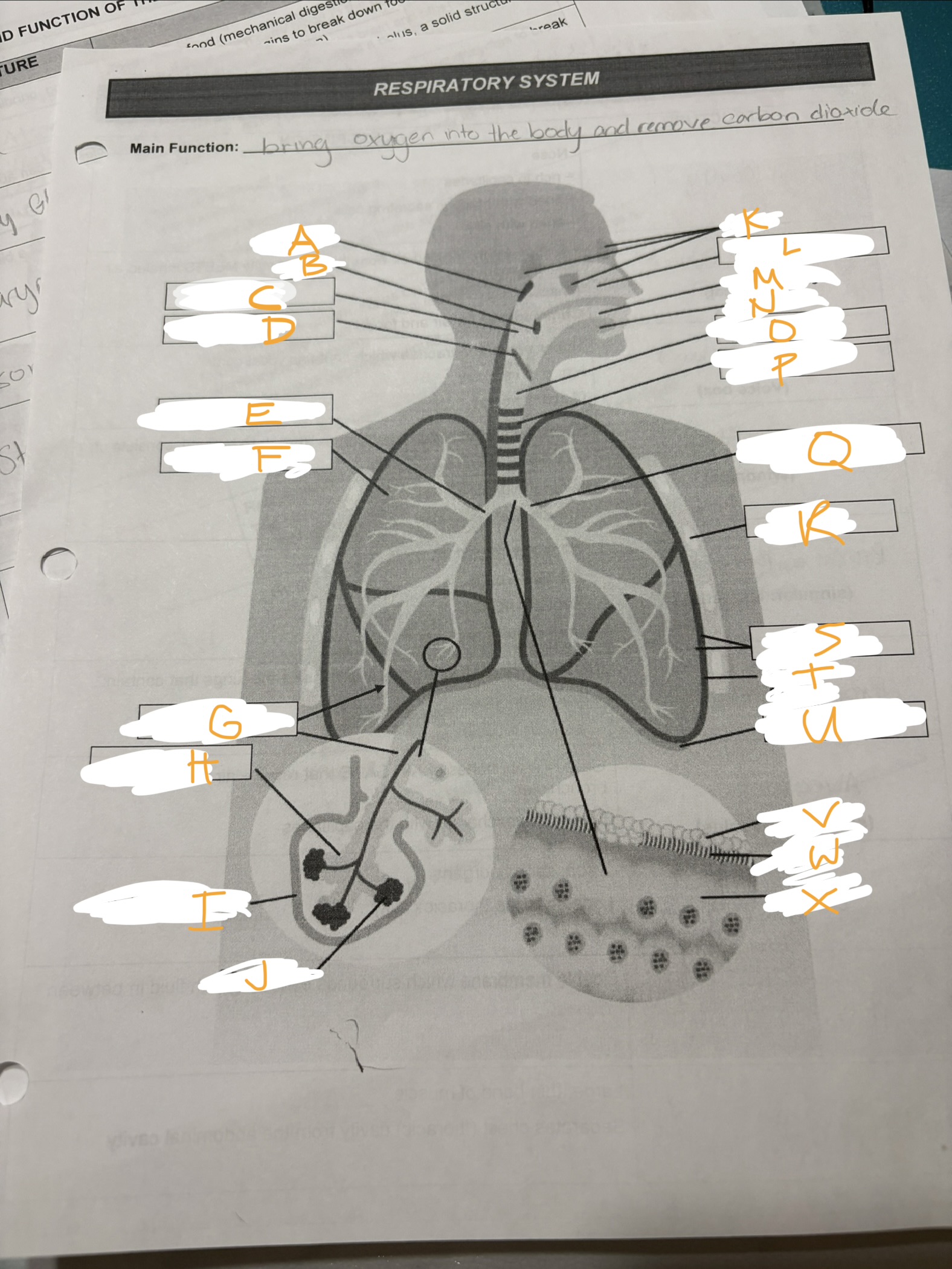 <p>What organ is “C” in the diagram?</p>