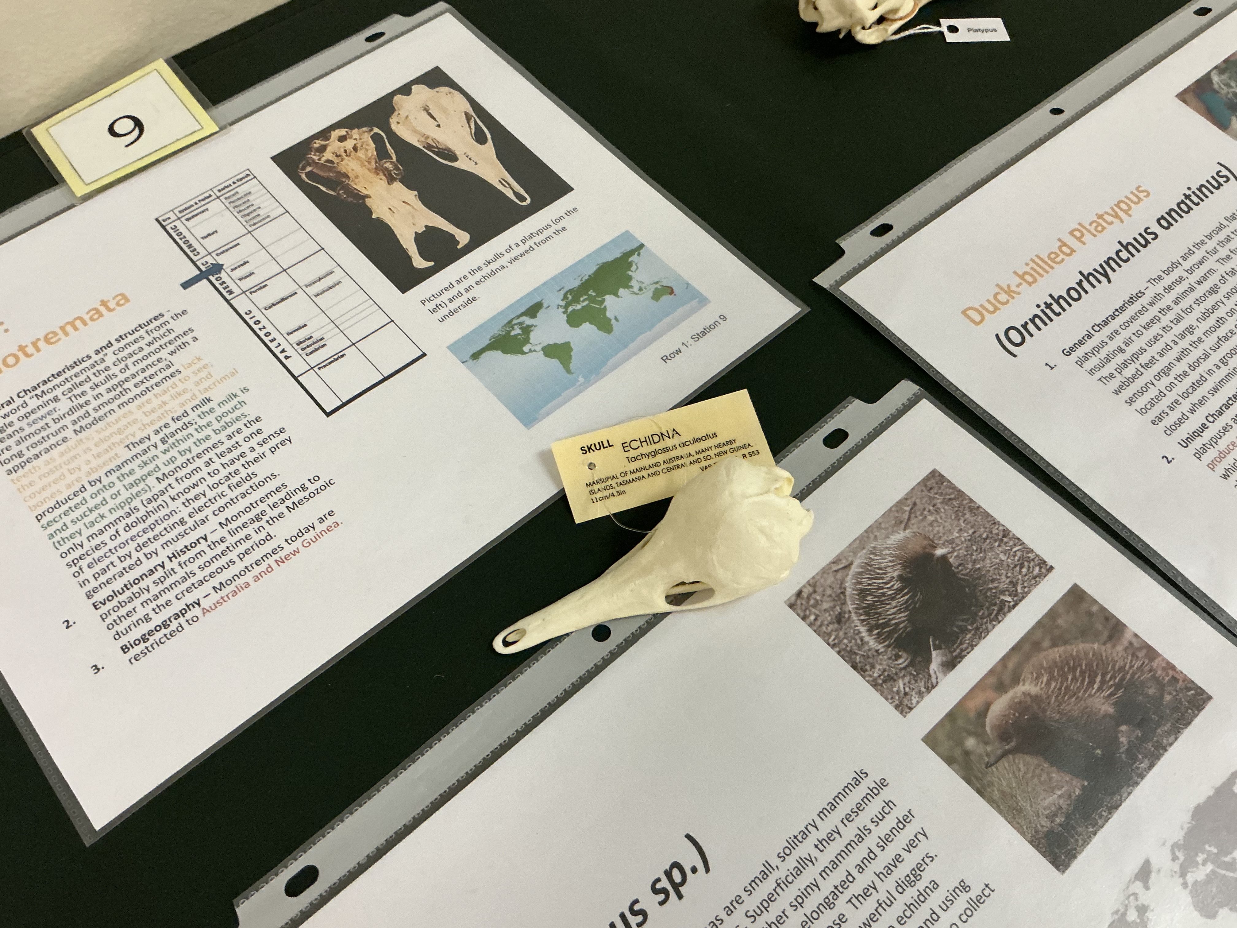 <p>What do echidnas feed on? How do their electroreceptors compare to the platypus?</p>