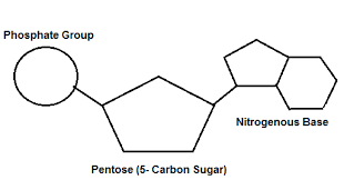 <p>5-carbon sugar, phosphate group, nitrogenous base.</p>