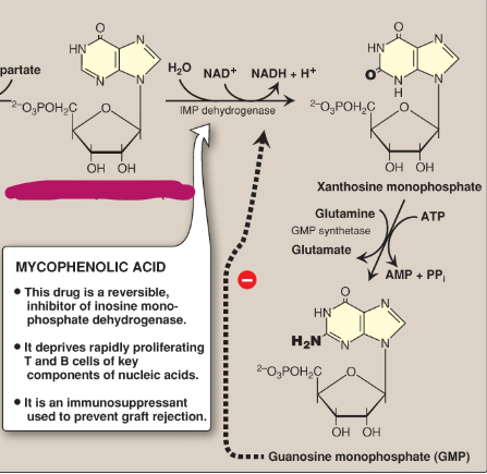 <p>Name this section of GMP synthesis.</p>