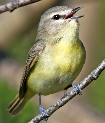 <p>What bird is this? </p>