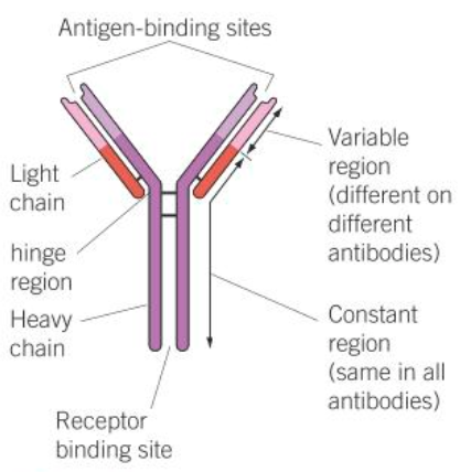 <p>2 heavy chains and 2 light chains held together by disulfide bridges</p><p>binding site made of different amino acids called the variable region</p><p>constant region where white blood cells bind to antibody</p><p>hinge region for flexiblity</p>