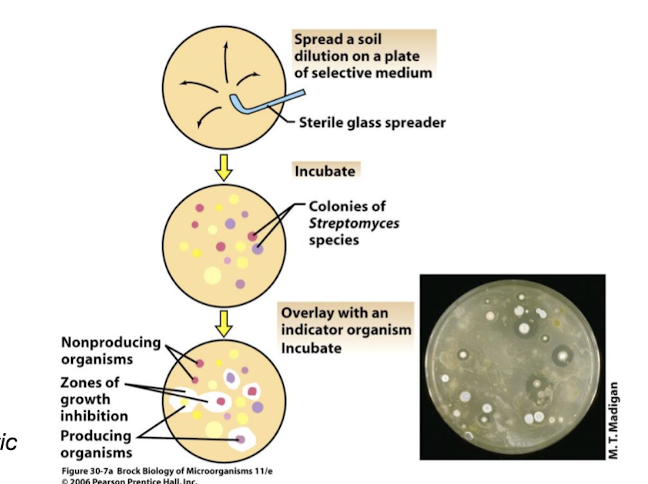 <p>Select for <em>Streptomyces </em>colonies and overlay with a test strain to assess antibacterial activity. </p>