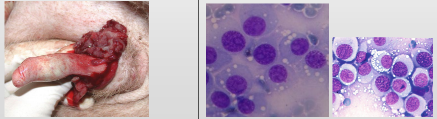 <p>What is this?</p><p>Describe the cells</p><p>TX?</p>