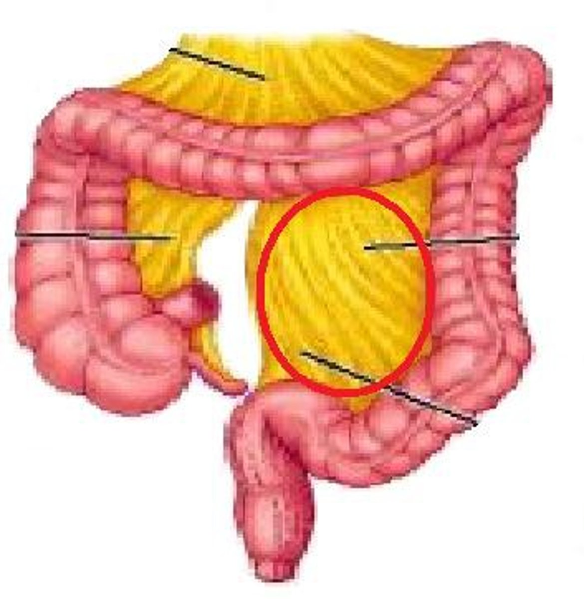 <p>Covering. Below the sigmoid.</p>