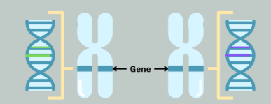 <p>a version of a gene/a gene option</p>