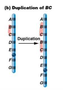 repeated chromosome segment

\
compensation loop forms similar to deletion. in case of unequal crossing over, duplication and deletion are produced
