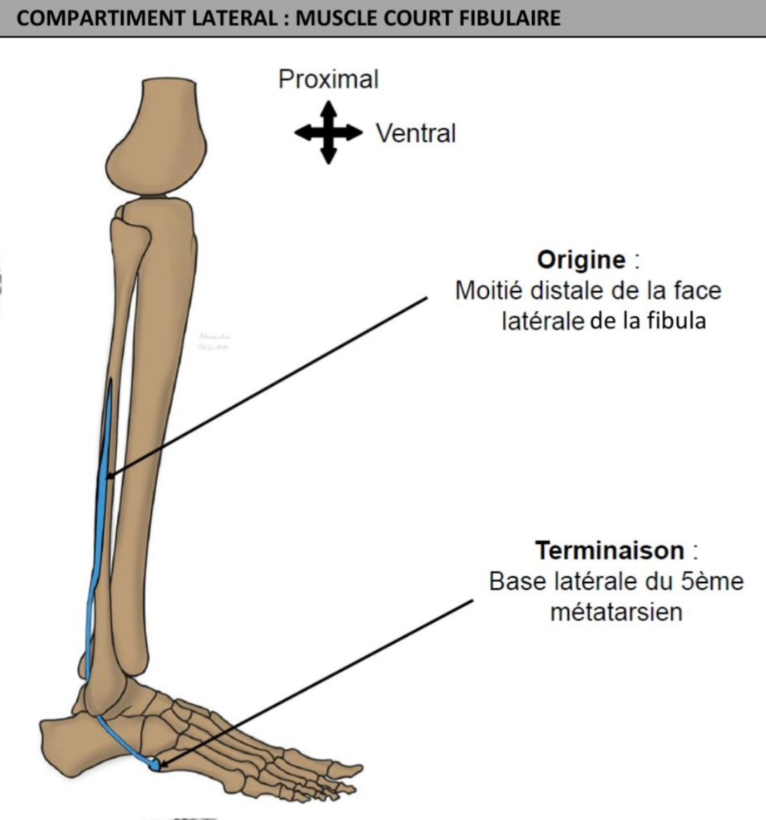 <ul><li><p>moitié distale de face latérale de fibula </p></li><li><p>tubercule 5eme métatarsiens : base latérale du métatarsien, vers arrière en cas de fracture 5eme métatarsien </p></li></ul><p></p>