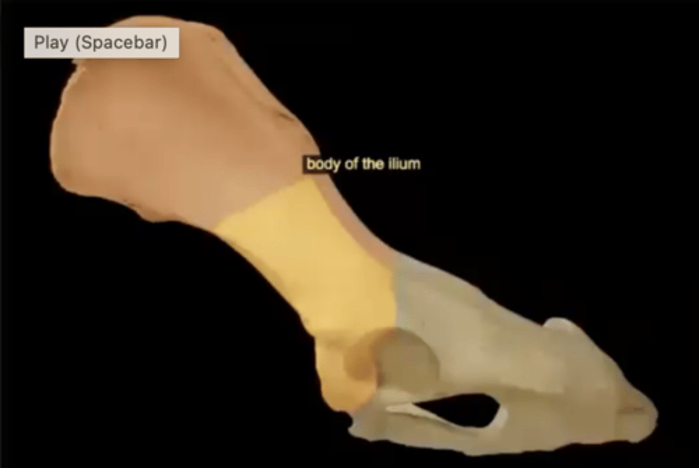 <p>handle of the fan, superior part of the acetabulum</p>