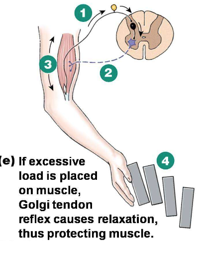 <p>When you are holding more than enough load for your body to handle, how would the muscle relax?</p>
