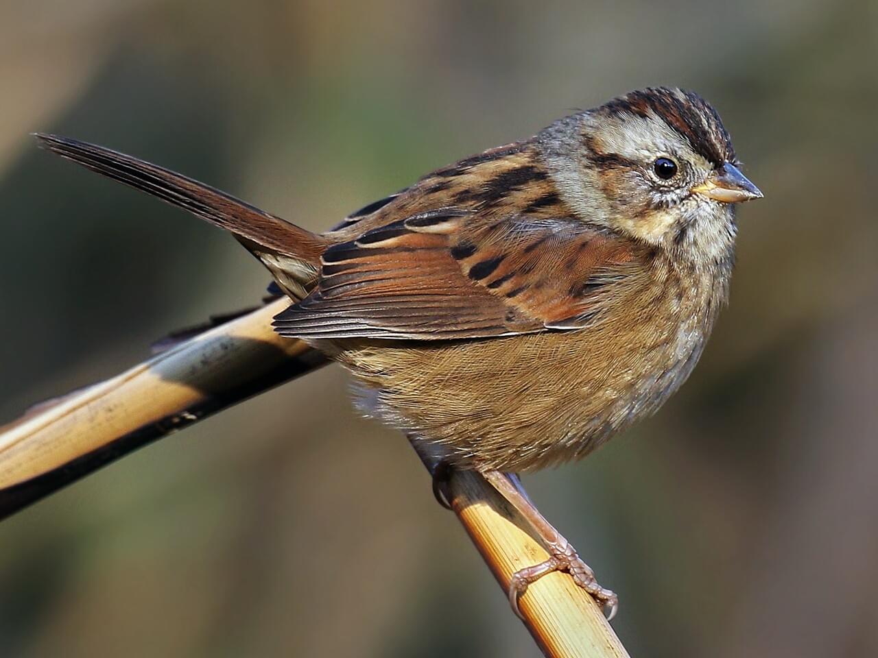 <p>Gray unstriped chest, rusty wings &amp; cap; slow trill; wetland habitats.</p>