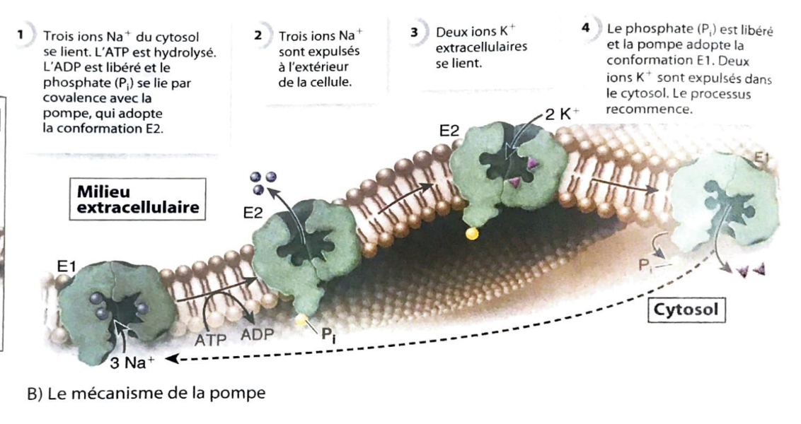 <p>Dans la première étape, trois ions Na+ intracellulaire se lient à la pompe ionique, l'ATP est hydrolysé puis l'ADP est libéré et le phosphate se lie à la pompe. Dans la deuxième étape, les trois ions Na+ sont expulsés à l'extérieur de la cellule. Dans la troisième étape, deux ions K+ extracellulaires se lient à la pompe. Finalement, le phosphore est libéré. Deux ions K+ sont expulsés dans le cytosol. La protéine reprend sa forme originale et le processus recommence.</p>