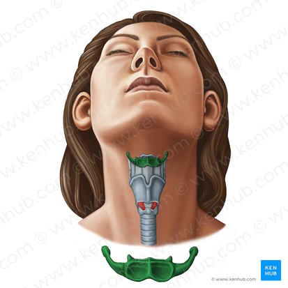 <ul><li><p>suspended inferior to the mandible</p></li><li><p>situated at the root of the tongue</p></li><li><p>not directly articulated to any other bone</p></li><li><p>attached to thyroid cartilage by thyrohyoid membrane</p></li><li><p>attached to styloid process of temporal bone by stylohyoid ligament</p></li><li><p>functions: supports the tongue, which is located superior to it; holds up the larynx which is inferior to it; transmits the force of muscles that assist in opening the mouth (depressing the mandible)</p></li></ul><p></p>
