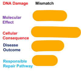 <p>If the DNA damage that occurs is mismatch, what are the effects…</p>