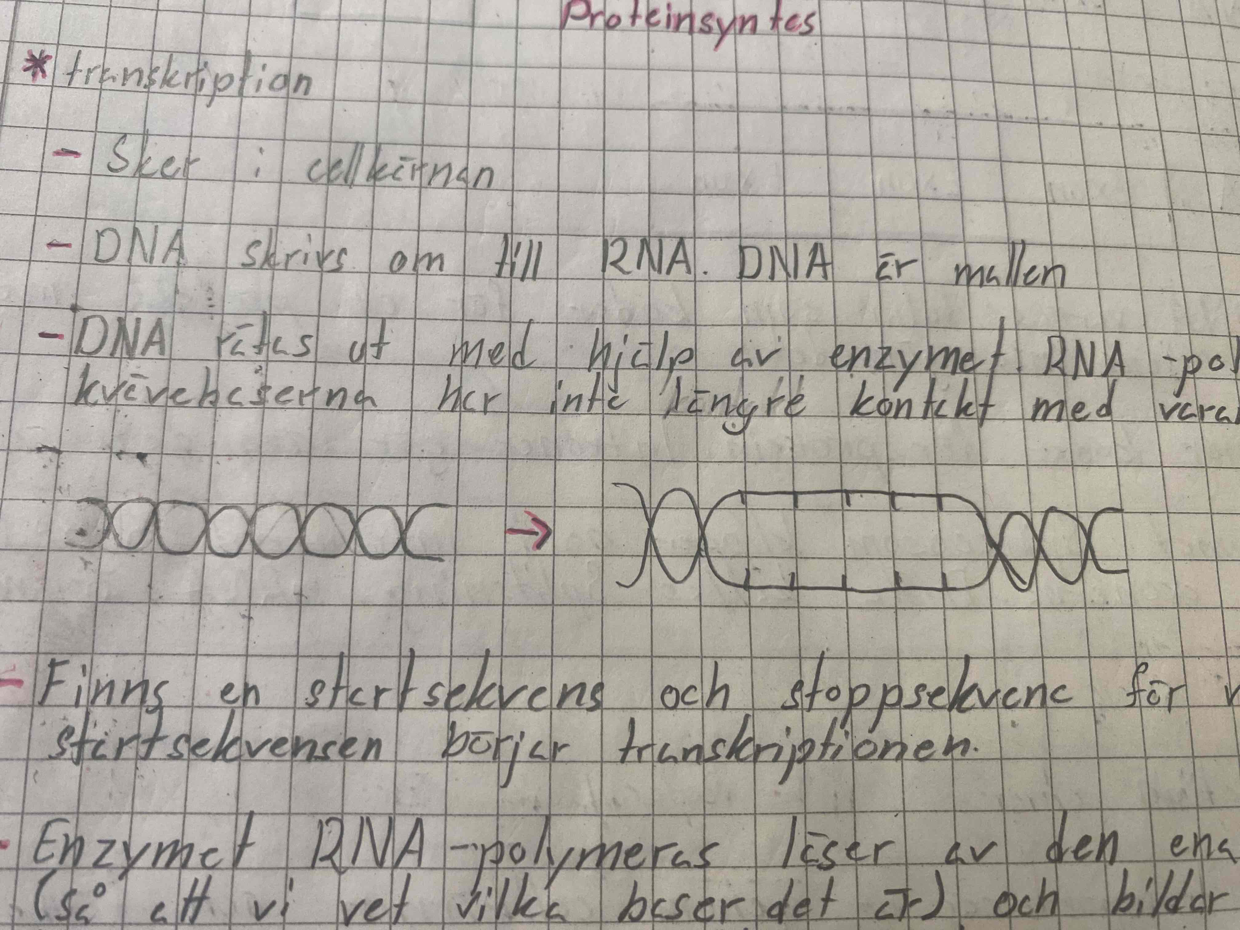 <p>Rätar ut DNA så kvävebaserna inte har kontak längre och läser av ena stängen och gör en komplementär RNA-kopia. </p>