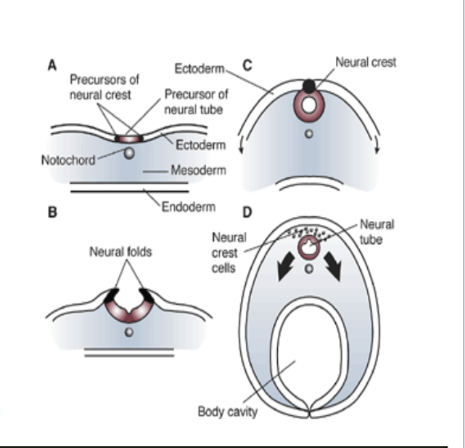 <p>nervous system develops from <strong>ectoderm </strong></p><ul><li><p>14 days = dorsal streak appears along length of embryo → thickens to form <strong>neural plate</strong></p></li><li><p>18 days: neural plate sinks to form <strong>neural groove </strong>and <strong>neural fold</strong></p><ul><li><p>neural crest cell = ectodermal cells that lie along edge of neural fold </p></li></ul></li><li><p>21 days: neural fold fuses along midline → create hallow <strong>neural tube</strong> </p><ul><li><p>give rise to most neurons and glial cells of CNS (not microglia) </p></li></ul></li></ul><p></p><ul><li><p>neural crest cells → PNS</p><ul><li><p>neural crest cells separate from neural tube → create longitudinal column of cells </p></li><li><p>gives rise to meninges and most of PNS</p></li></ul></li></ul><p>ectoderm → skin and nervous system </p><p></p>