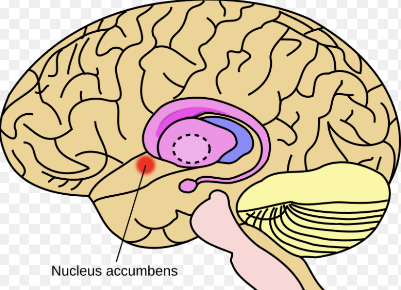 <p>Brain regions involved in emotion regulation and reward processing. The amygdala processes emotions like fear and pleasure, while the nucleus accumbens is crucial for the brain's reward circuit. </p>