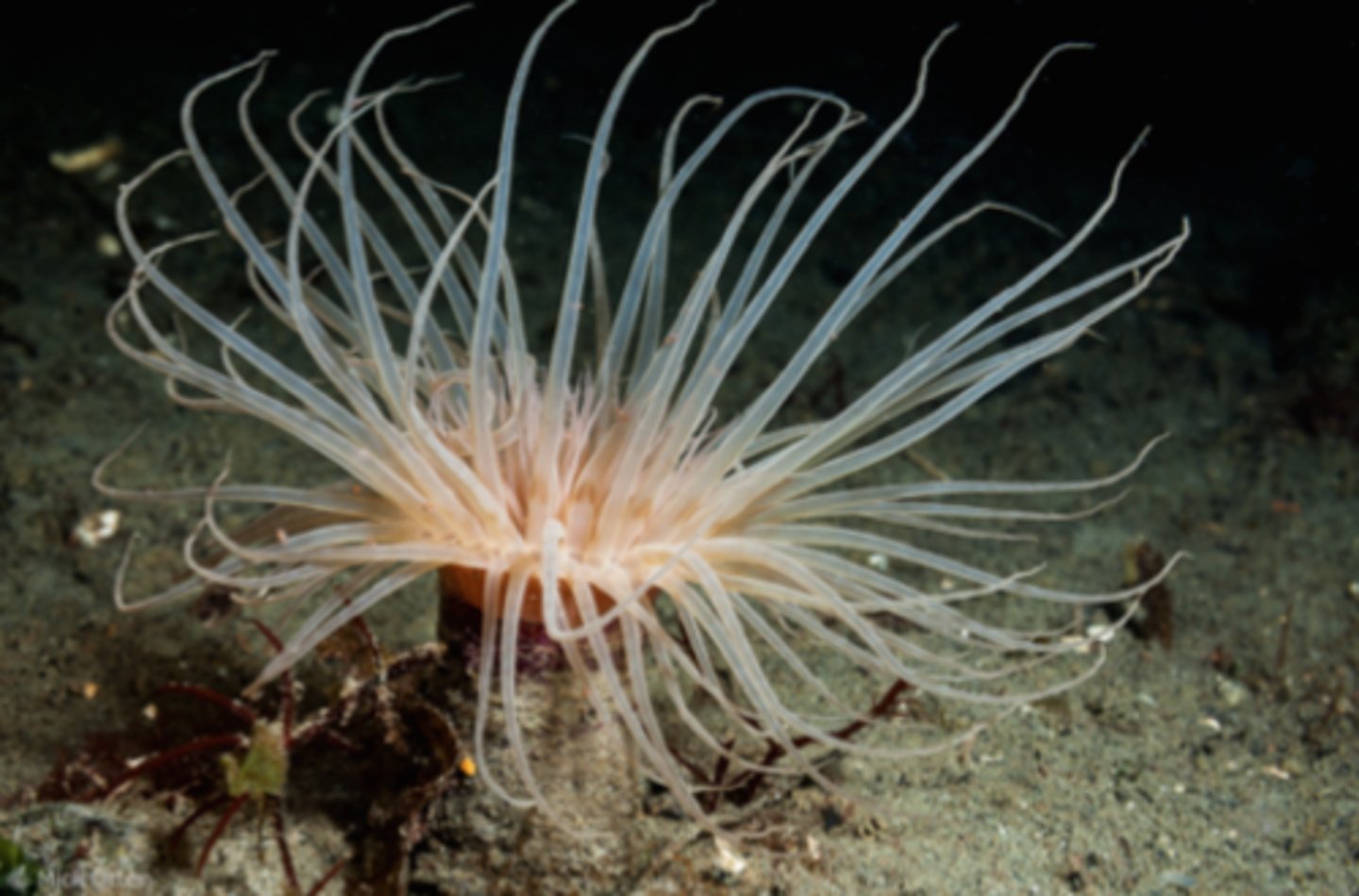 <p>toxic tentacles</p>