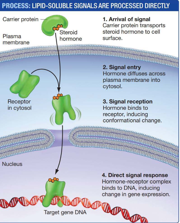 <p>because they are lipids, steroid hormoes can diffuse across cell membranse and bind to signal receptors located in the cytosol. the hormone-receptor complex may then be trasnported to the nucleus, where it changes the activity of genes </p>