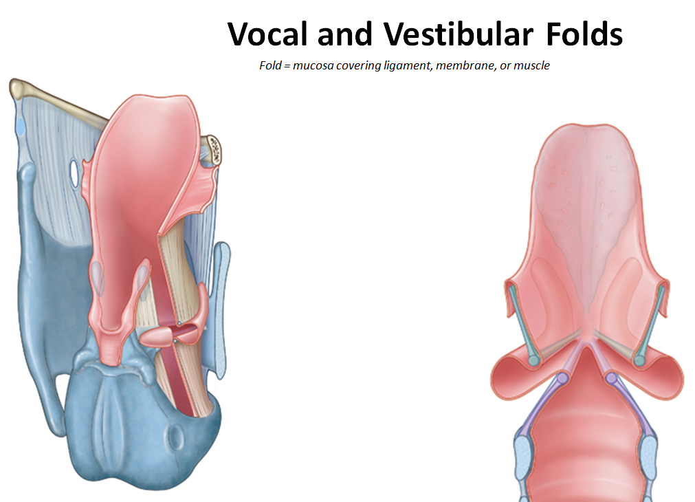 <p>What are <strong>vocal </strong>and <strong>vestibular folds?</strong></p>