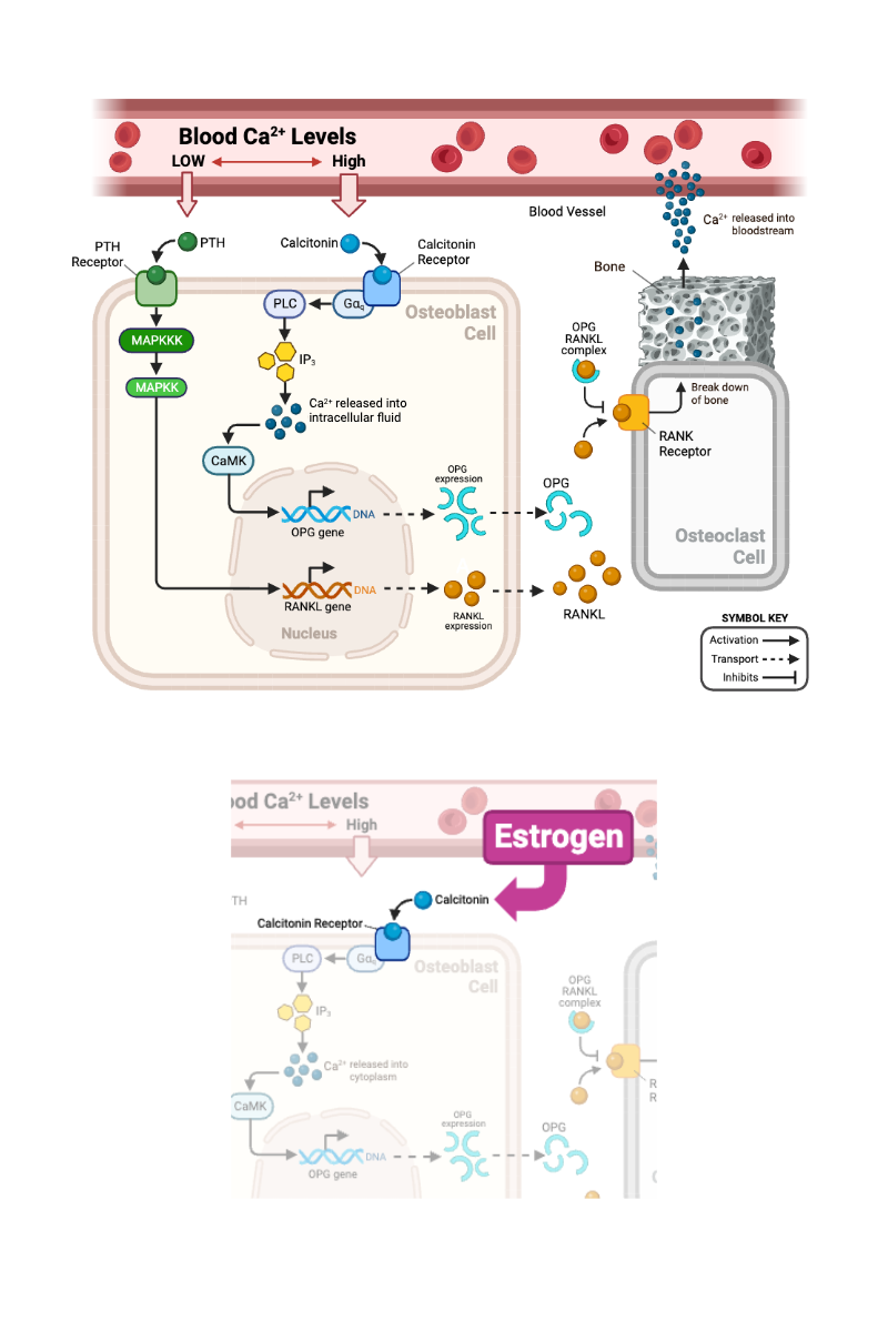 <p>Complete the following sentence. As the concentration of estrogen decreases during menopause, the activity of CaMK in an osteoblast should ______ .</p><ul><li><p><span>a. increase</span></p></li><li><p><span>b. decrease</span></p></li><li><p><span>c. remain the same</span></p></li></ul><p></p>