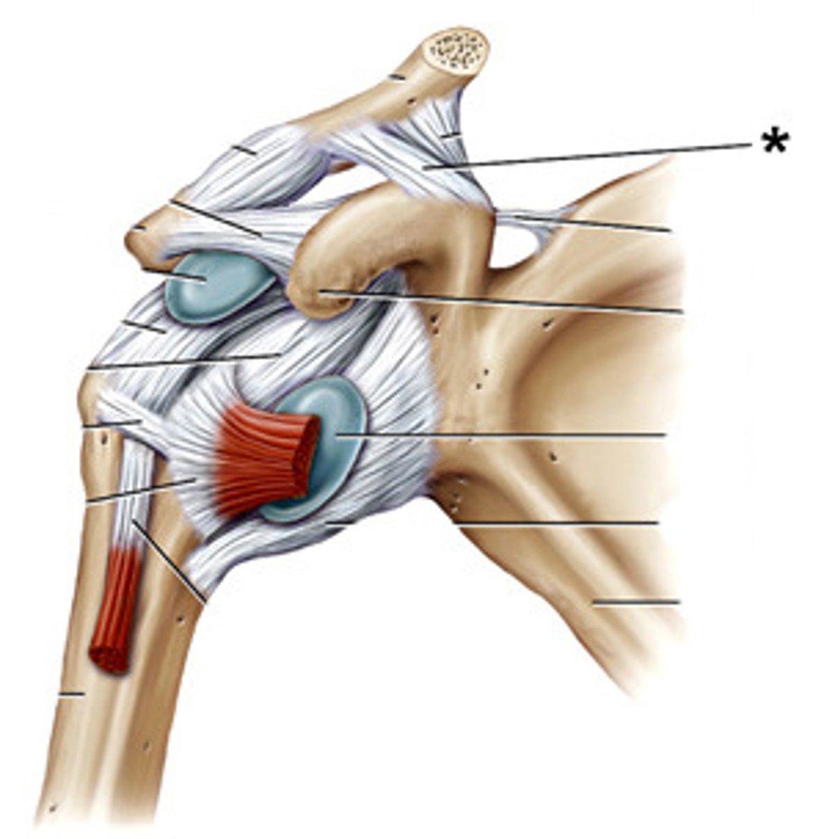 <p>runs from the superior aspect of the coracoid process of the scapula to the anterior inferior aspect of the clavicle. It opposes forward, upward, and lateral movement of the lateral aspect of the clavicle.</p>