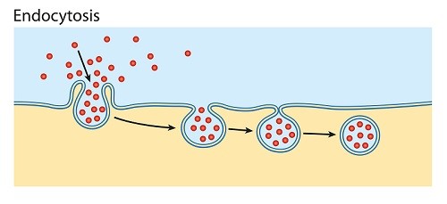 <p>Endocytosis</p>