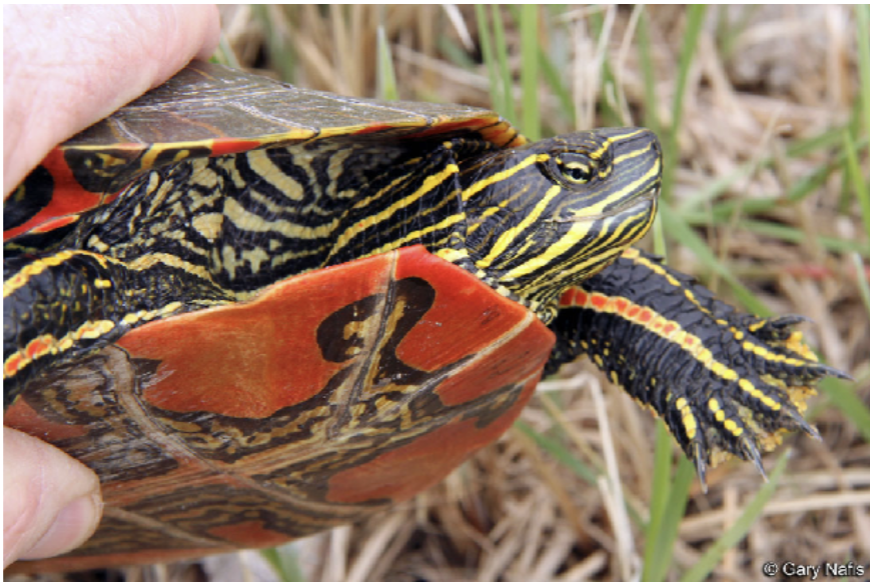<p>Chrysemys picta bellii<br>Western painted turtle<br>Emydidae</p>