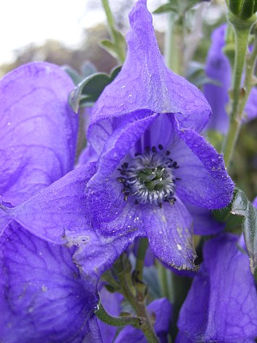 de l’aconit, wolfsbane = Planta ranunculácea de hojas palmeadas y flores azules o amarillas, cuyas variedades son todas venenosas cuando la semilla ha llegado a la madurez.