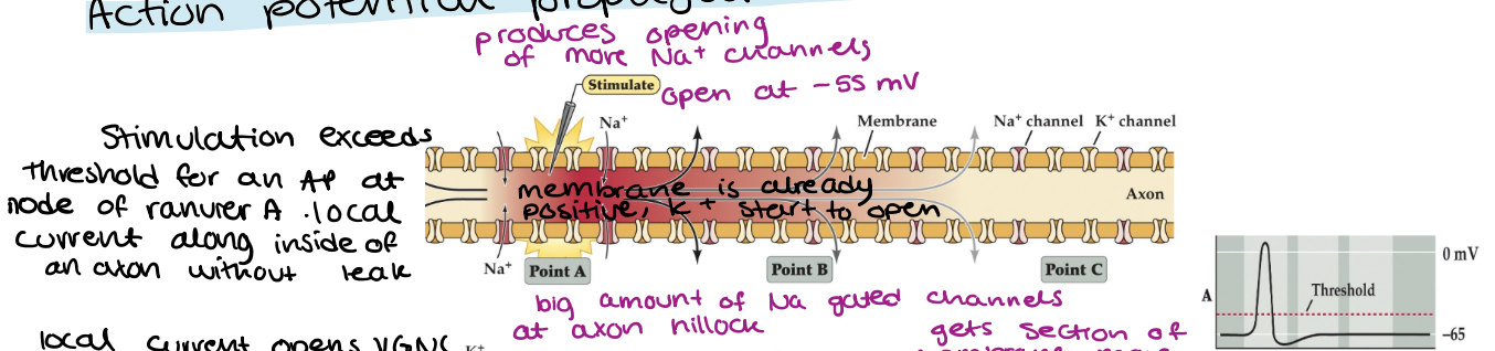 <ul><li><p>stimulation exceeds threshold for an AP at node of ranvier A</p></li><li><p>produces opening of more Na+ channels( at -55)</p></li><li><p>membrane is already positive, K+ start to open</p></li><li><p>local current along inside axon without leak</p></li></ul><p></p>