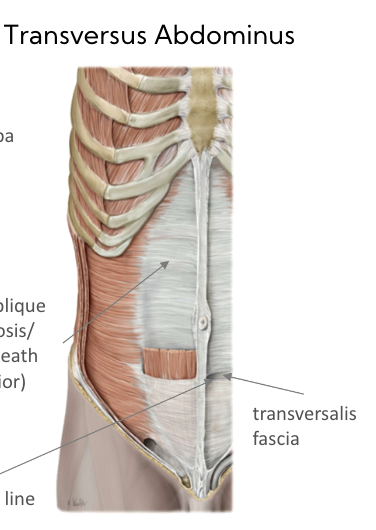 thin fascia layer that runs behind the abdominal muscles 