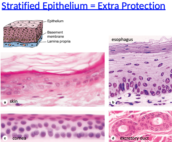 <p>More than one cell layer thick</p>