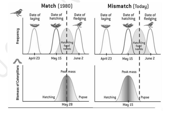 The recent mismatch (as shown below) between the hatching of songbird eggs in the Eastern USA and Europe and the availability of food (caterpillars) for the hatchlings has been caused by 

A. birds laying eggs sooner due to climate change 

B. birds laying eggs later due to climate change 

C. trees leafing out sooner and insect eggs hatching sooner due to climate change 

D. trees leafing out later and insect eggs hatching later due to climate change 

E. fewer insects on the trees due to agricultural pesticide use