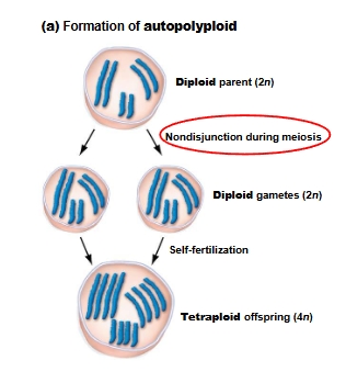 <p><strong>Autopolyploid </strong>(oneself)</p><ul><li><p>doubles chromosome number</p></li><li><p>chromosomes are all from the same species (self-fertilization)</p></li><li><p>reproductively isolated from original population</p></li></ul><p></p>