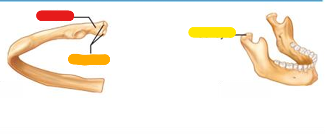 <p>yellow; Rounded articular projection, often articulates with a corresponding fossa</p>