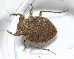 toad bugs
