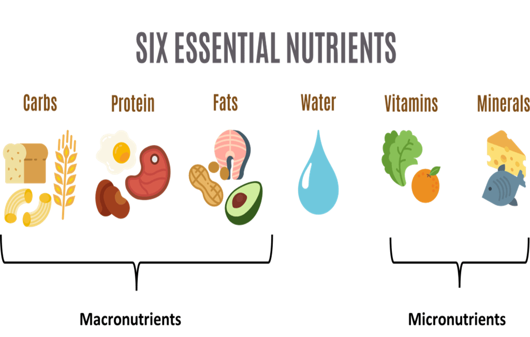 <ul><li><p>chemical substances needed to sustain life like water and minerals (carbon, phosphorus, nitrogen)</p></li></ul><ul><li><p>food chains/web continually recycle nutrients </p></li><li><p>plat a vital role in all ecosystems; build tissue and carry out essential life functions </p></li></ul>