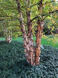 <p><span>Betula nigra / River Birch</span></p>