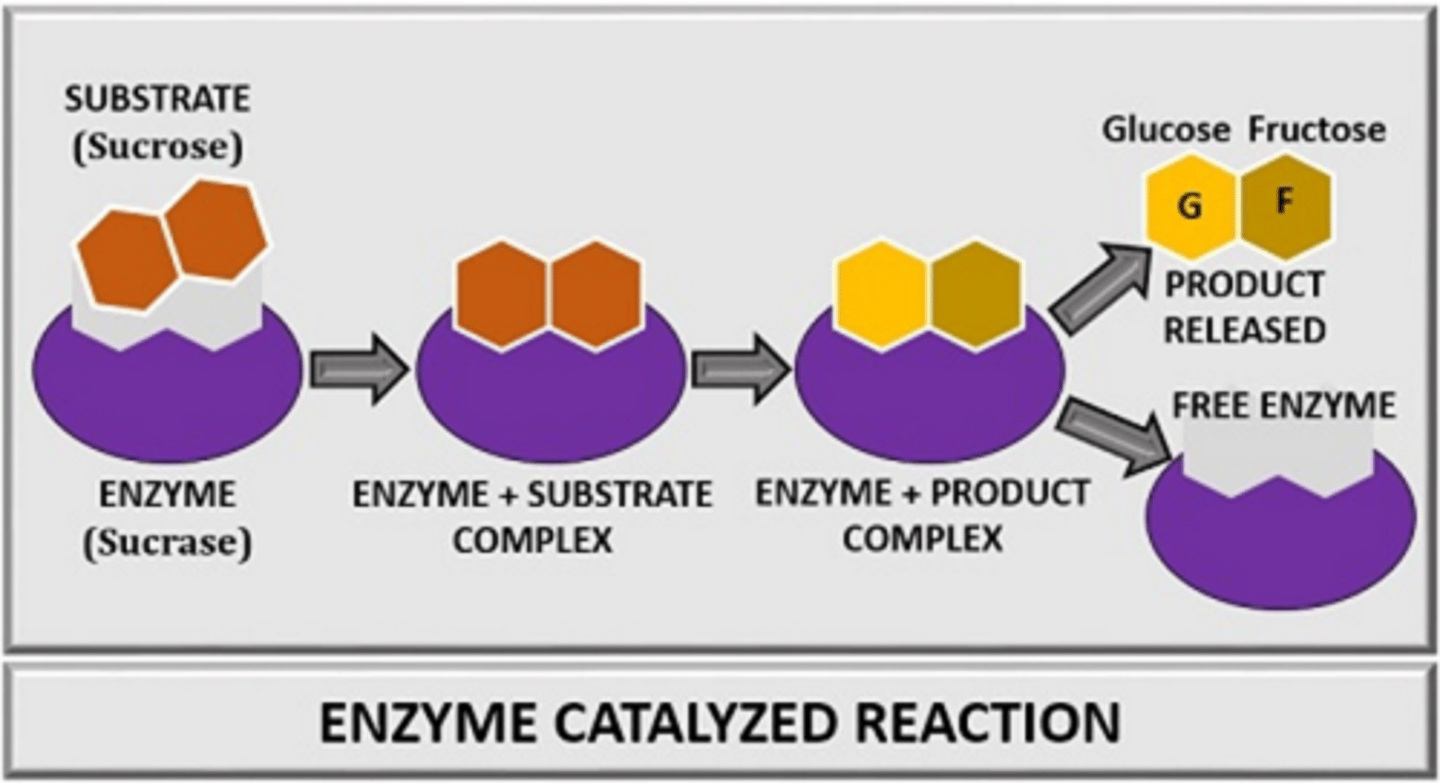 <p>Active site.</p>