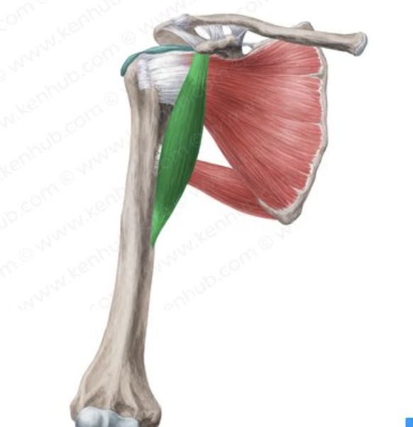 <p>Shoulder Joint Muscle Name:</p>
