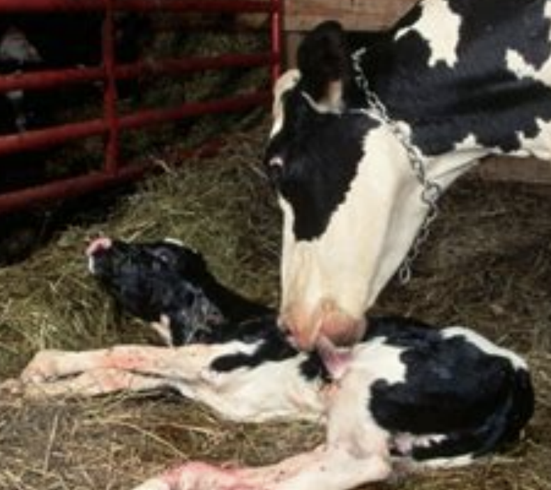 <p>via ingestion</p>