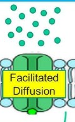 <p>how molecules pass through the cell membrane via specific transport proteins, allowing substances that can't directly go thru bilayer to cross in/out of cell</p>